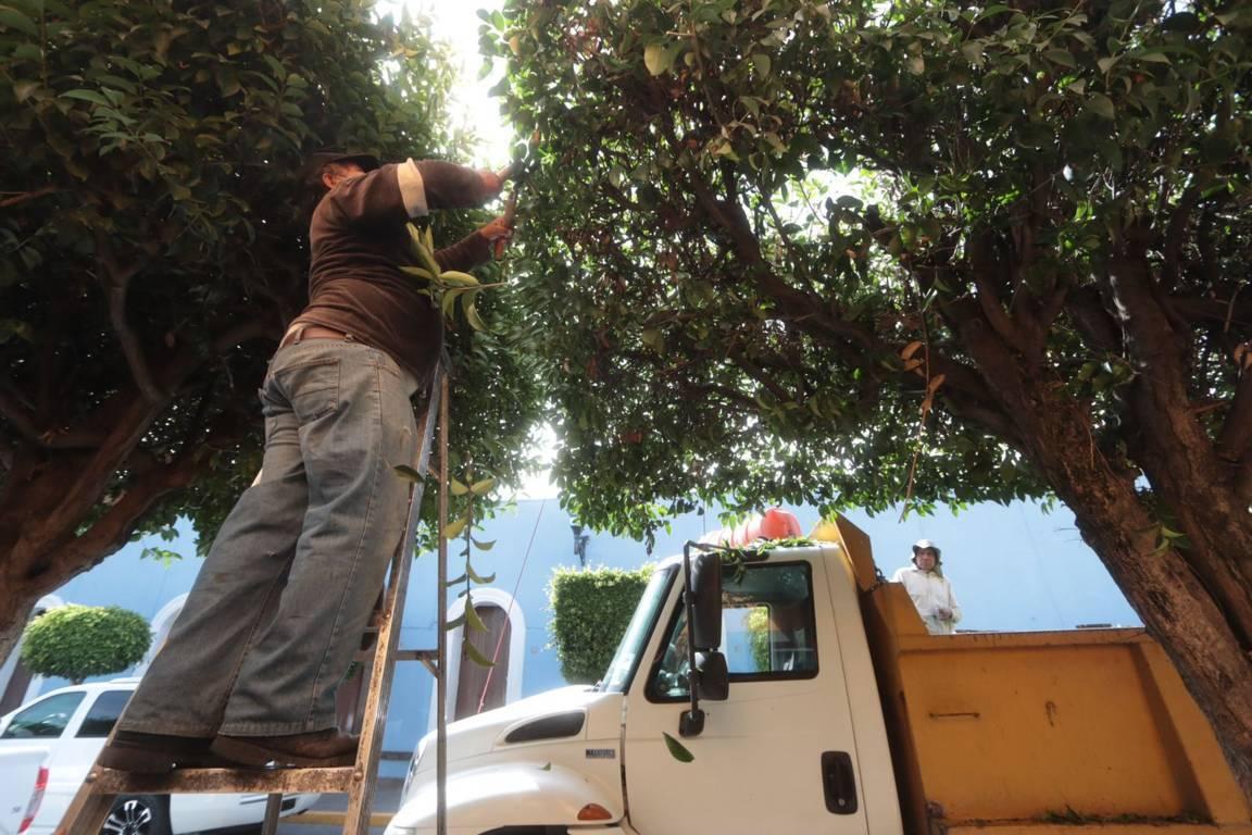 Realizan poda de árboles en el centro histórico de Tlaxcala 