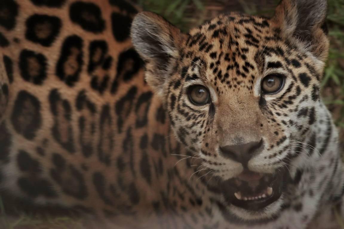 En excelente estado de salud, la Jaguar cachorra del zoológico del Altiplano 