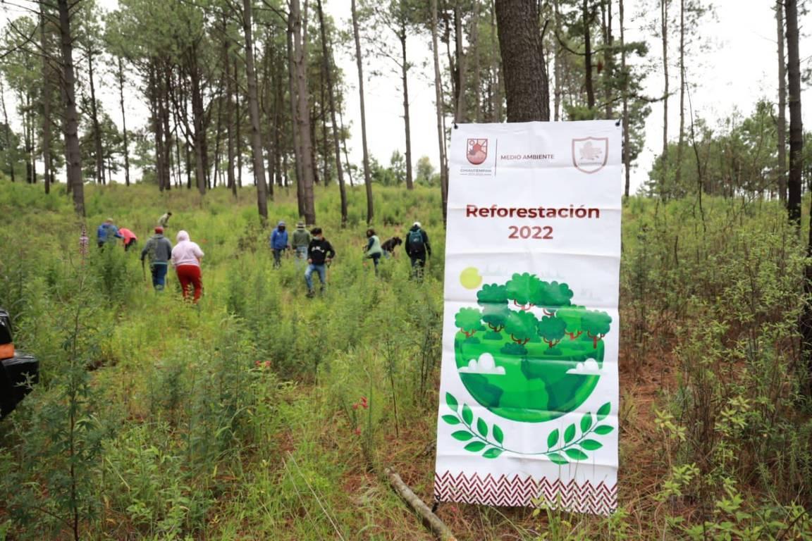 Mantiene Ayuntamiento de Chiautempan intensa campaña de reforestación en la Malintzi