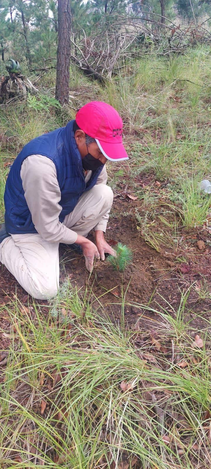 Mantiene Ayuntamiento de Chiautempan intensa campaña de reforestación en la Malintzi