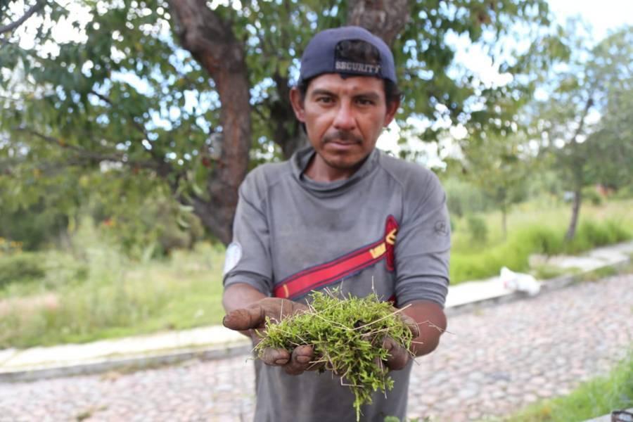 Trabajo diario: Tlaxcalteca se gana la vida con arreglos de plantas