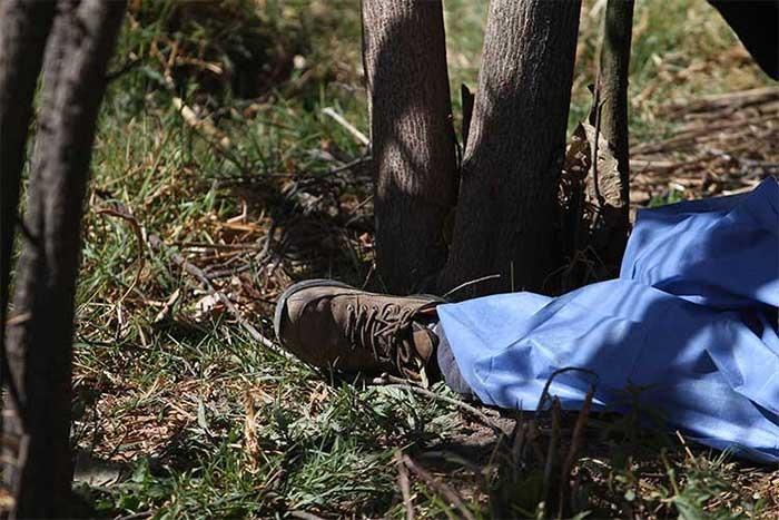 Masculino muere aplastado por un árbol en Teolocholco 