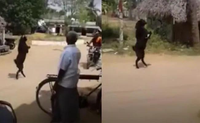 Captan en la India a una cabra negra caminando en dos patas