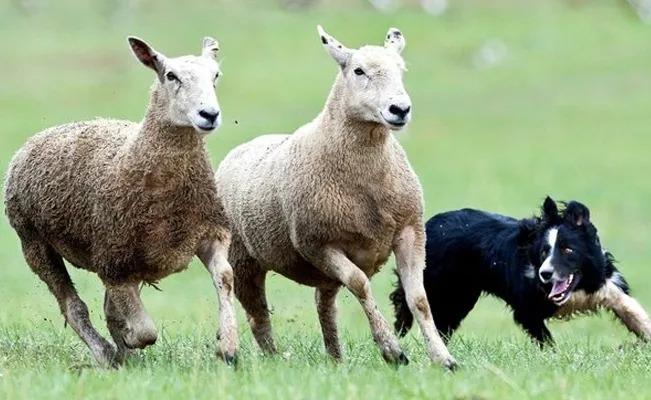 China: Captan a cientos de ovejas dar vueltas en círculos durante 12 días sin razón