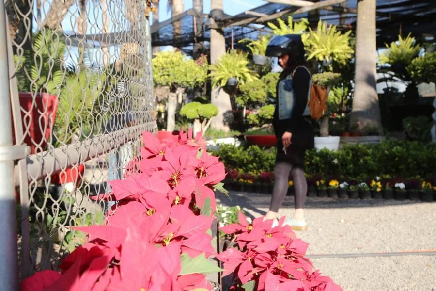 Comienza la venta de "Flor de Noche Buena" en Tlaxcala 