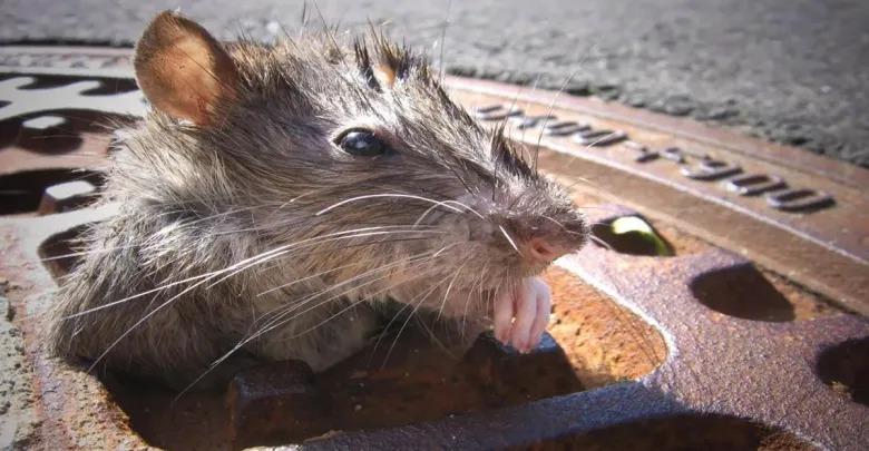 Ofrecen 170 mil dólares por exterminar ratas en Nueva York