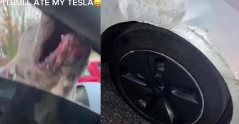 Critican la calidad de Tesla al ser destruido por un Pitbull