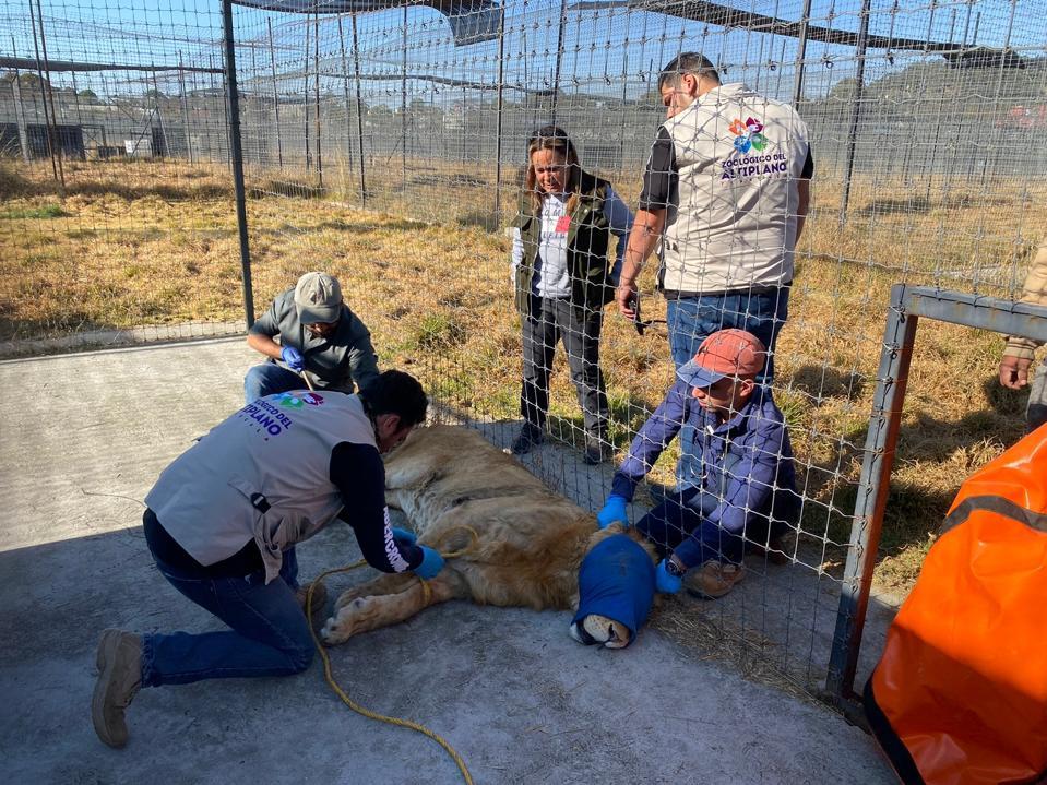 Llegan tres ejemplares de felinos al zoológico del Altiplano