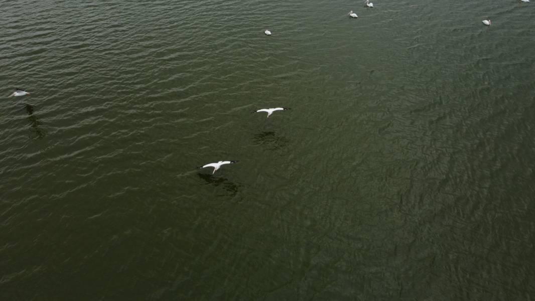 Avistamiento de pelícanos en la laguna de Acuitlapilco 