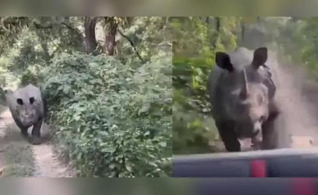 En la India unos turistas de un safari con perseguidos por un rinoceronte