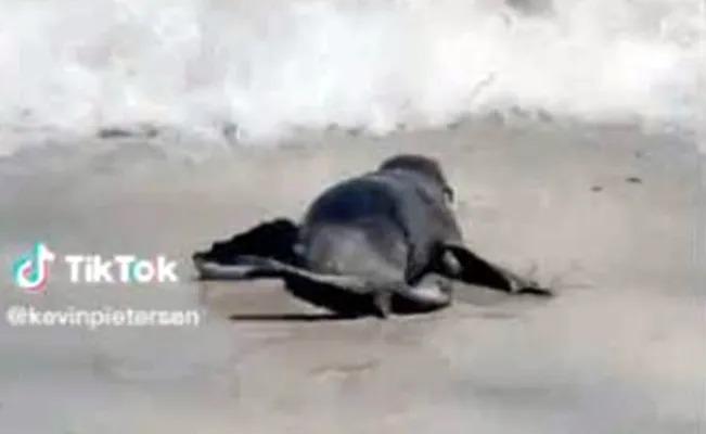 Turistas son atacados por una foca salvaje a la orilla de una playa