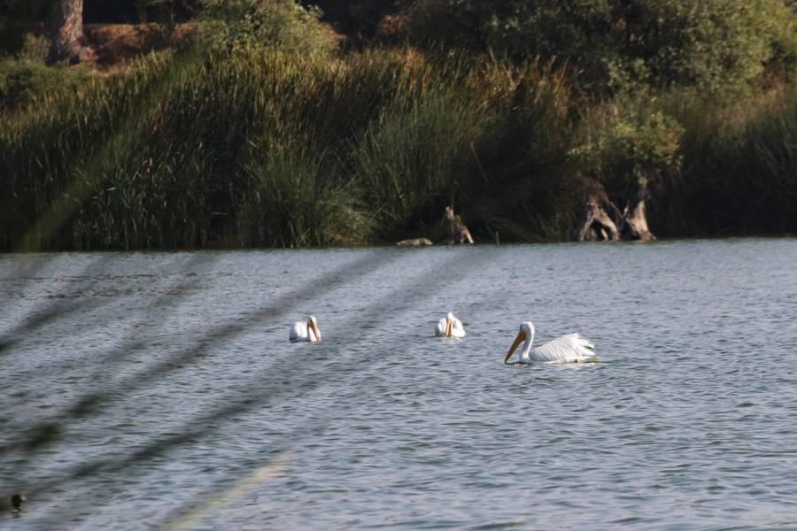  Poca presencia de Pelicanos Blancos Americanos en Acuitlapilco 