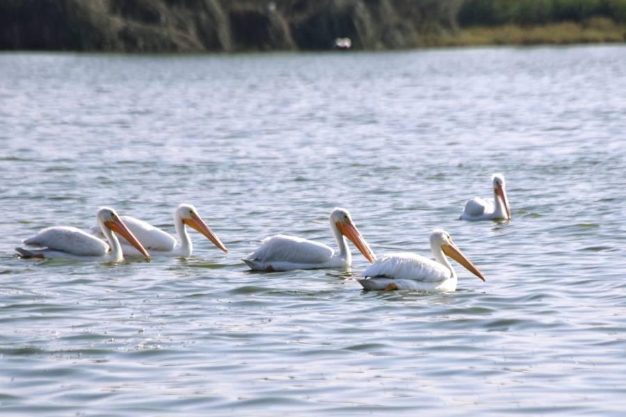  Poca presencia de Pelicanos Blancos Americanos en Acuitlapilco 