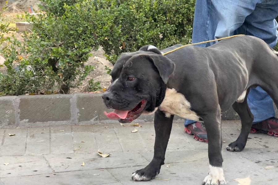Capitalinos auxilian a perro atrapado en el parque de Tlaxcala 