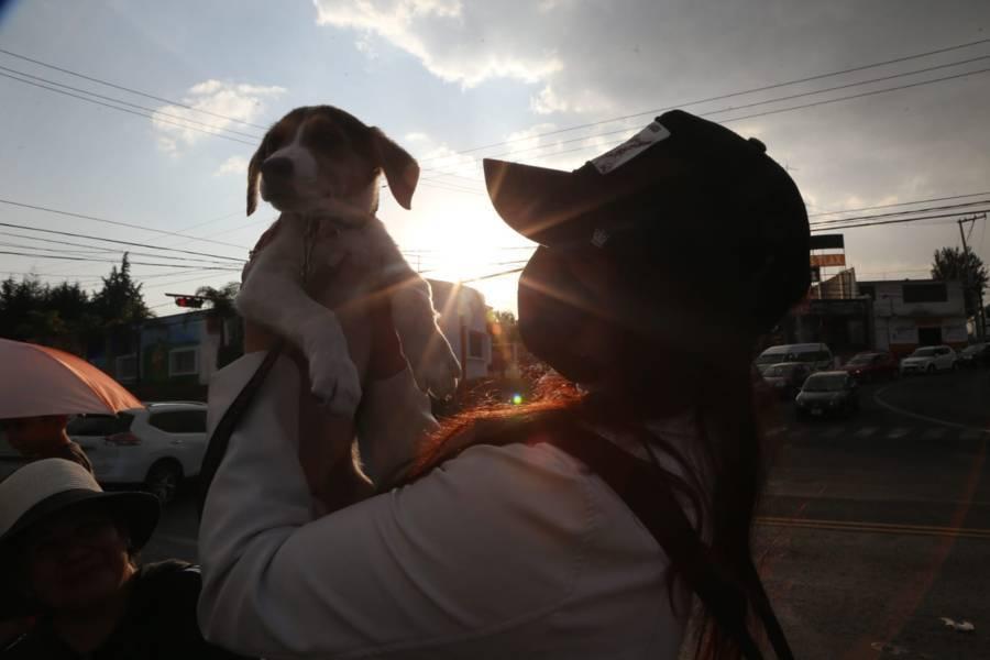 Conoce la historia de "Princesa" perrita rescatada en Apetatitlán