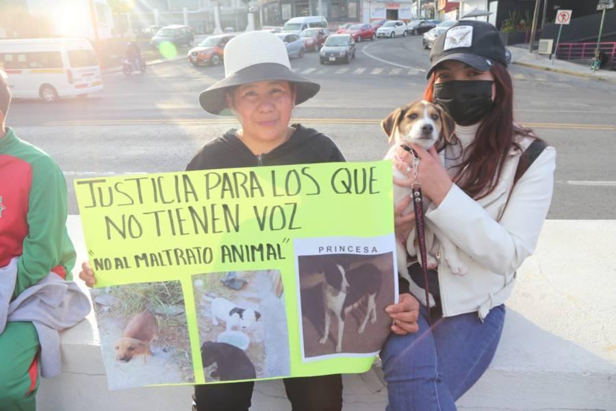 Conoce la historia de "Princesa" perrita rescatada en Apetatitlán