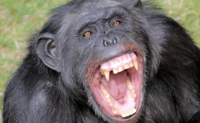 Un Chimpancé como sacado de ciencia ficción rapta a un bebé y lo devora