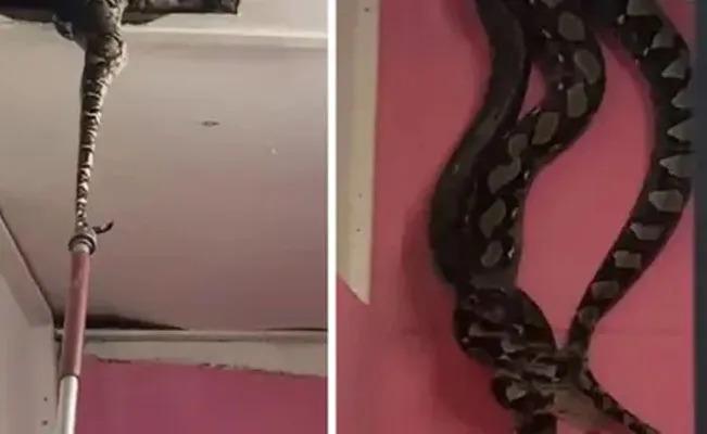 Par de serpientes gigantes que se apareaban rompen el techo de una casa