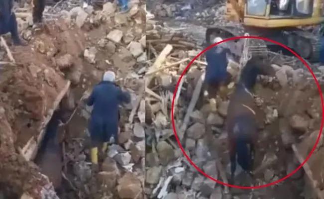 Un caballo es rescatado con vida tras pasar 21 días bajo los escombros en Turquía